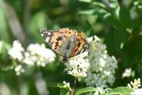 Vanessa cardui