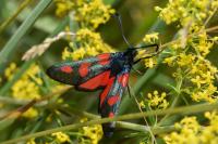 Zygaena trifolii