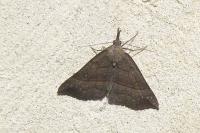 Hypena proboscidalis