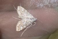 Elophila nymphaeata