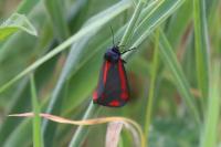 Tyria jacobaeae