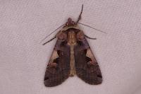 Xestia c-nigrum