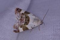 Acontia lucida