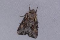 Lacanobia w-latinum