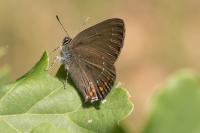 Satyrium ilicis