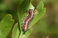 Aglaope infausta