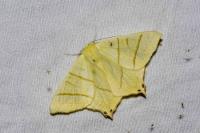 Ourapteryx sambucaria