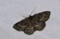 Parascotia fuliginaria