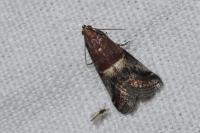 Acrobasis marmorea