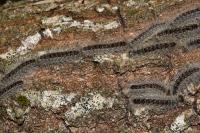 Thaumetopoea processionea