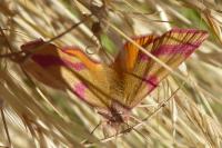 Lythria cruentaria
