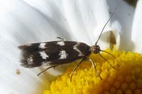 Scythris scopolella