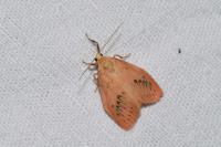 Miltochrista miniata