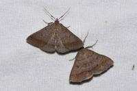 Zanclognatha lunalis