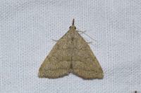 Pechipogo strigilata
