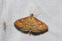 Anania verbascalis