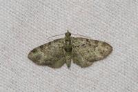 Pasiphila rectangulata