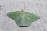 Hemistola chrysoprasaria
