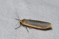Manulea complana