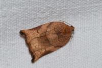 Archips podana