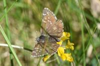 Pyrgus serratulae