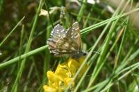 Pyrgus serratulae