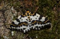 Abraxas grossulariata