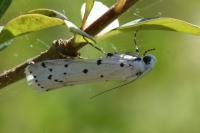 Myelois circumvoluta