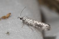 Yponomeuta irrorella