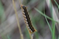 Euthrix potatoria