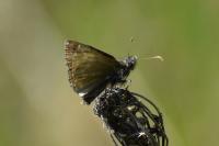 Carcharodus alceae