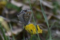 Lysandra bellargus