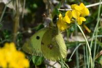 Colias alfacariensis