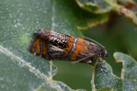 Olethreutes arcuella