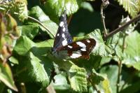 Limenitis reducta