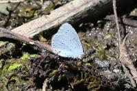 Celastrina argiolus
