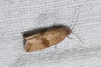 Celypha striana