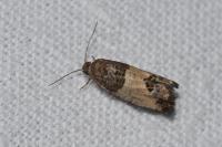 Spilonota ocellana