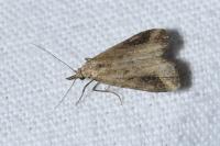 Schrankia costaestrigalis