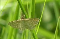 Idaea macilentaria