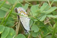 Plebejus argyrognomon