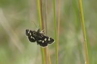 Eurrhypis pollinalis