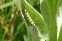 Cucullia verbasci
