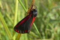 Tyria jacobaeae