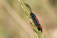 Zygaena ephialtes