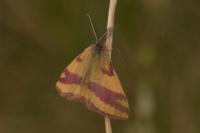Lythria cruentaria