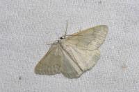 Pseudoterpna pruinata