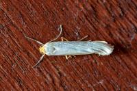 Eilema caniola