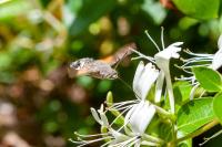 Macroglossum stellatarum