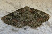 Cleorodes lichenaria